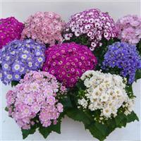 Planet Mix Cineraria Hybrida