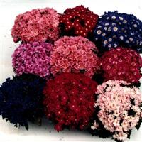 Angel Mix Cineraria
