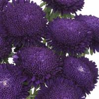 Bonita Blue Cut Flower Aster