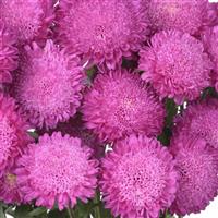 Bonita Pink Cut Flower Aster