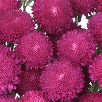 Bonita Rose Cut Flower Aster