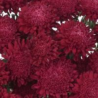 Bonita Scarlet Cut Flower Aster