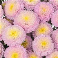 Bonita Shell Pink Cut Flower Aster