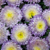 Bonita Top Blue Cut Flower Aster