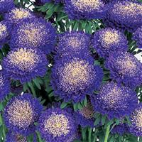 Bonita Light Blue Cut Flower Aster