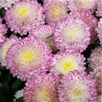 Bonita Top Rose Cut Flower Aster