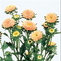 Matsumoto Apricot Cut Flower Aster