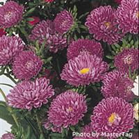 Matsumoto Blue Cut Flower Aster