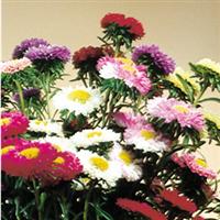 Matsumoto Mix Cut Flower Aster
