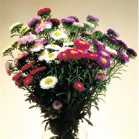 Matsumoto Mix Cut Flower Aster