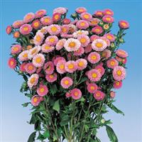 Matsumoto Pink Cut Flower Aster