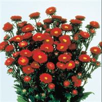 Matsumoto Red Cut Flower Aster
