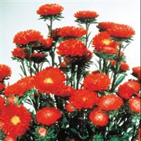 Matsumoto Scarlet Cut Flower Aster