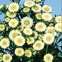 Matsumoto Yellow Cut Flower Aster