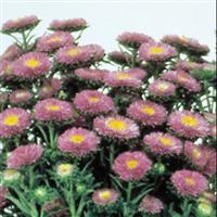 Matsumoto Light Blue Cut Flower Aster