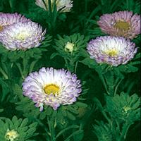 Matsumoto Blue Tipped White Cut Flower Aster