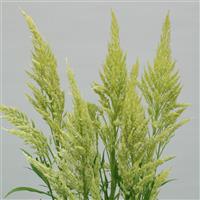 Sylphid Lime Cut Flower Celosia