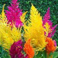 Pampas Plume Mix Cut Flower Celosia