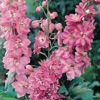 Delphinium Pacific Giants Astolat
