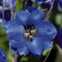 Delphinium Pacific Giants Blue Jay