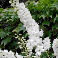 Delphinium Pacific Giants Galahad
