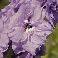 Delphinium Pacific Giants Guinevere