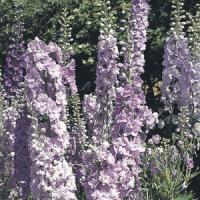 Delphinium Pacific Giants Guinevere