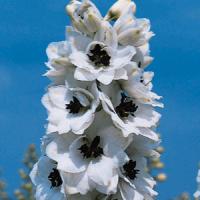 Delphinium Pacific Giants Percival