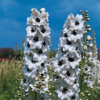 Delphinium Pacific Giants Percival
