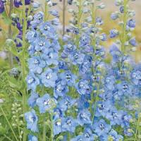 Delphinium Pacific Giants Summer Skies