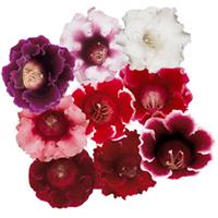 Avanti Mix Gloxinia