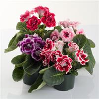 Brocade Mix Gloxinia