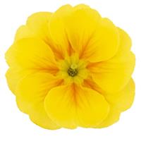Dania Golden Yellow Primula Acaulis