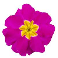 Dania Rose Primula Acaulis