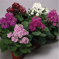 Prima Mix Primula Malacoides