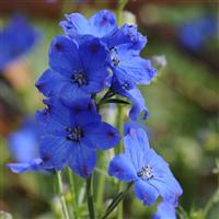 Delphinium Diamonds Blue