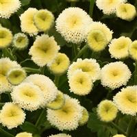 Vegmo Snowball Extra Matricaria