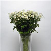 Vegmo Single Matricaria