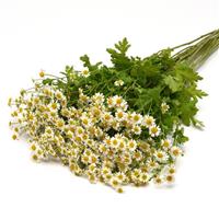 Vegmo Single Matricaria