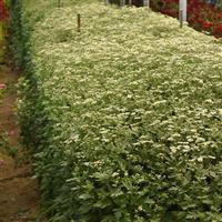 Vegmo Single Matricaria