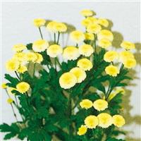 Vegmo Yellow Matricaria