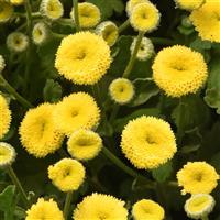 Vegmo Sunny Ball Matricaria