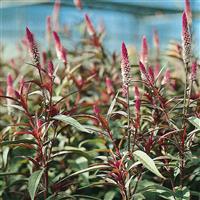 Flamingo Purple Cut Flower Celosia