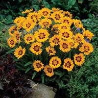 Coreopsis Sunfire