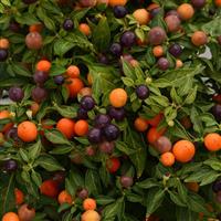 Hot Pops Purple Ornamental Pepper