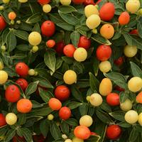 Hot Pops Yellow Ornamental Pepper