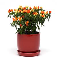 Hot Pops Yellow Ornamental Pepper