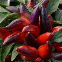 Wicked Ornamental Pepper
