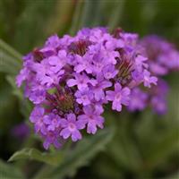 Verbena Santos Purple