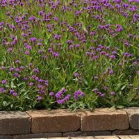 Verbena Santos Purple